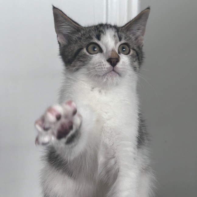 Photo of Arnie Purrzenegger 💪 