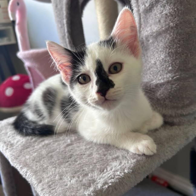 Photo of Skittles 🌈