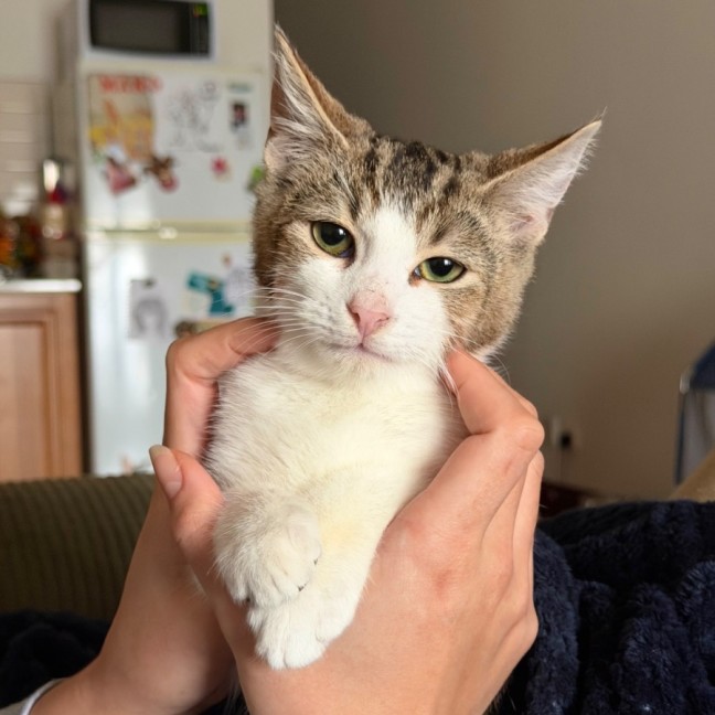 Photo of Pickles