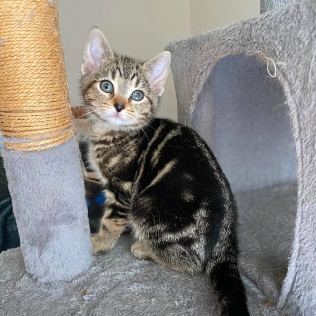 Photo of Waffle