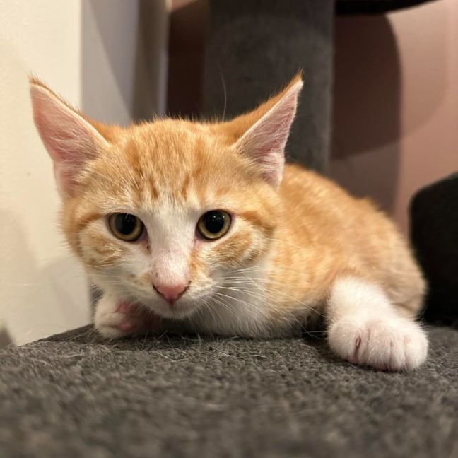 Photo of Crookshanks