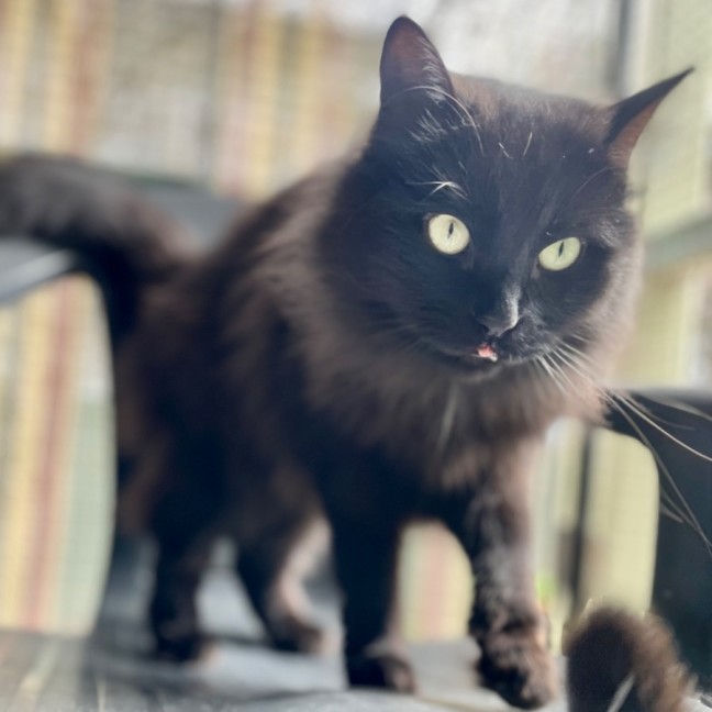 Photo of Raven 