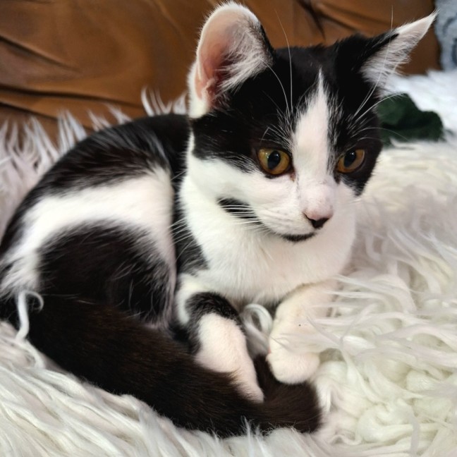 Photo of Isabella