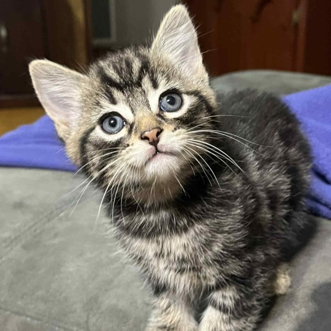Photo of Finnigan ** 2nd Chance Cat Rescue**