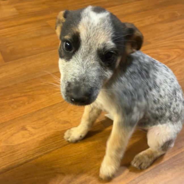 Photo of Lola