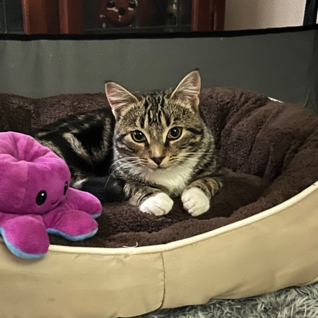 Photo of Mystery ** 2nd Chance Cat Rescue**