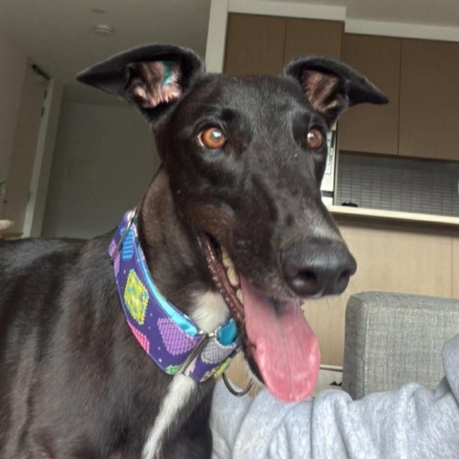 Photo of Frankie, The Greyhound 