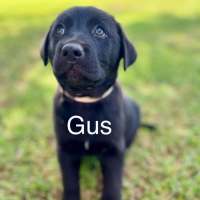 Photo of Gus