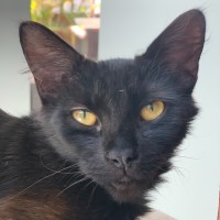 Photo of Ivy