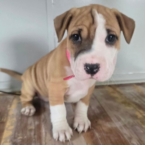 Peyton - Bullmastiff Dog