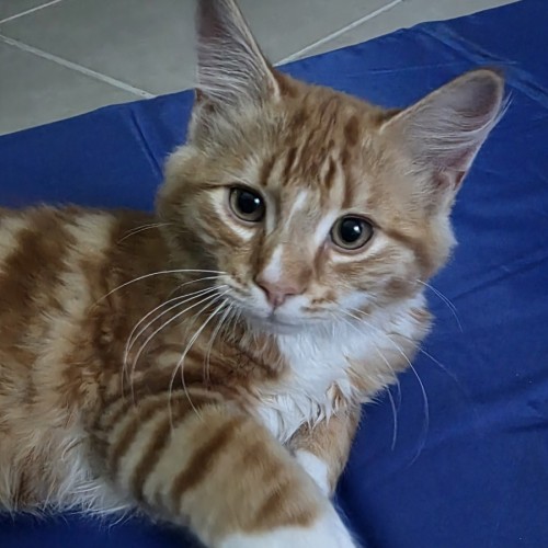 Koura 💙 - Domestic Short Hair (DSH) Cat