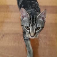 Photo of Suki