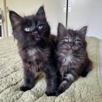 Photo of Buddy & Bear