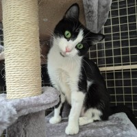 Photo of Elin ** 2nd Chance Cat Rescue *