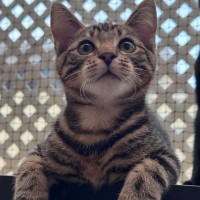 Photo of Alfie