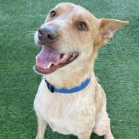 Photo of D1245 Scout