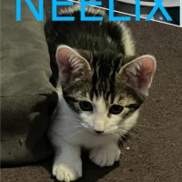 Photo of Neelix