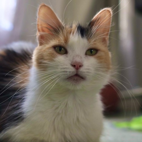 Diamond - Domestic Medium Hair (DMH) Cat