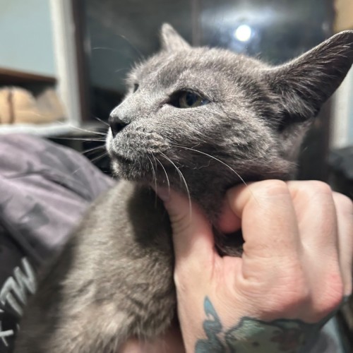 Nova 🪐  - Domestic Short Hair (DSH) x Russian Blue Cat