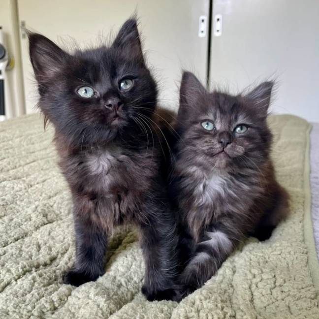Photo of Buddy & Bear