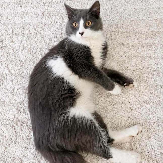 Photo of Jet