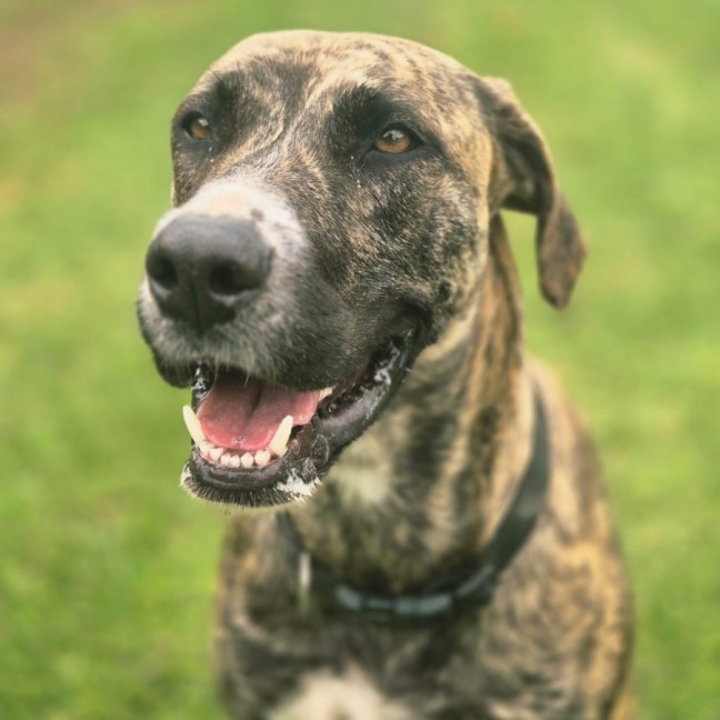 Photo of Diego & Gypsy