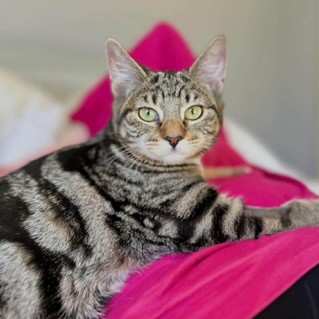 Photo of Misty   Meet Me @ Petstock Prahran!