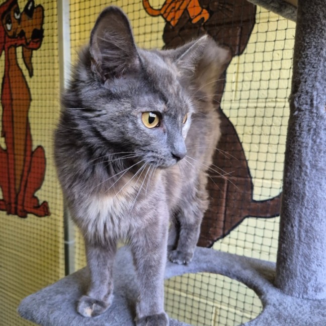 Photo of Peanut