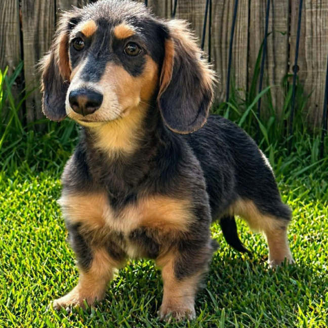 Photo of Cooper