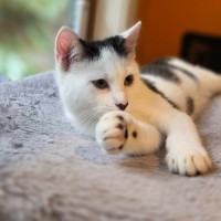 Photo of Jiggilo **2nd Chance Cat Rescue **