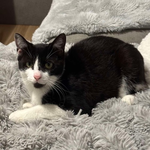 Vader - Domestic Short Hair (DSH) Cat