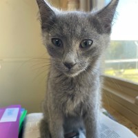 Photo of Misty