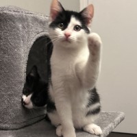 Photo of Skittles And Parkway 😸