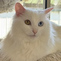 Photo of Mochi 
