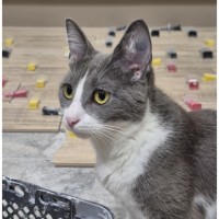 Photo of Harmony