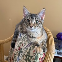 Photo of $300 Mushroom (Roo) 