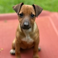 Photo of Lyra