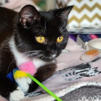 Photo of Lexie ^^Dandy Cat Rescue^^