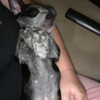 Photo of Razz