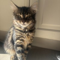Photo of Cora