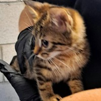 Photo of Amir