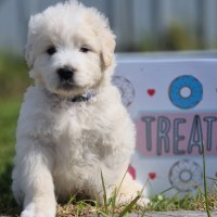 Photo of Cookie
