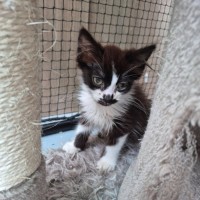 Photo of Joey Mousepad ** 2nd Chance Cat Rescue**