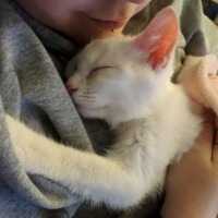 Photo of Samwise Gamgee 👑