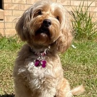 Photo of Ruby