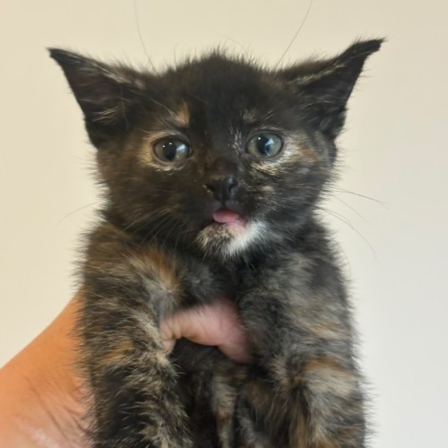 Nutella - Domestic Short Hair (DSH) Cat