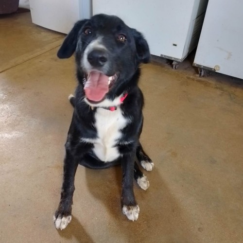 Ava - Border Collie Dog