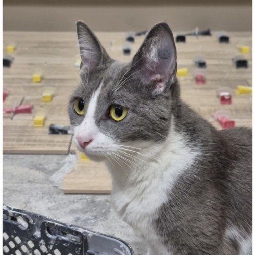 Harmony - Domestic Short Hair (DSH) Cat