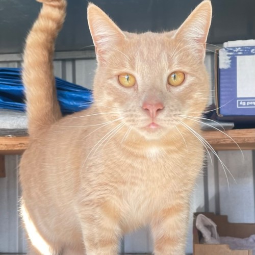 Chantelle  - Domestic Short Hair (DSH) Cat
