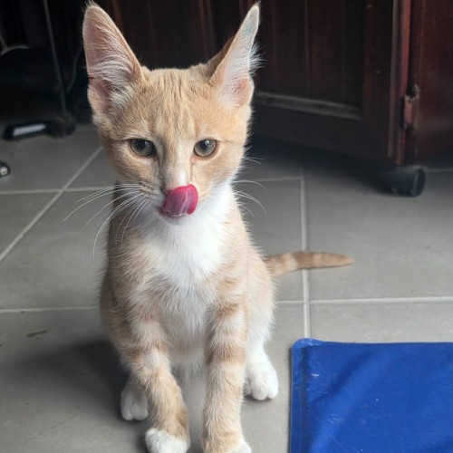 Henumi 💙 - Domestic Short Hair (DSH) Cat